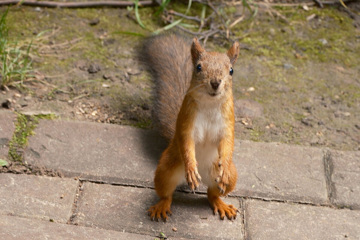 Белочка пришла - Лютый Дровосек