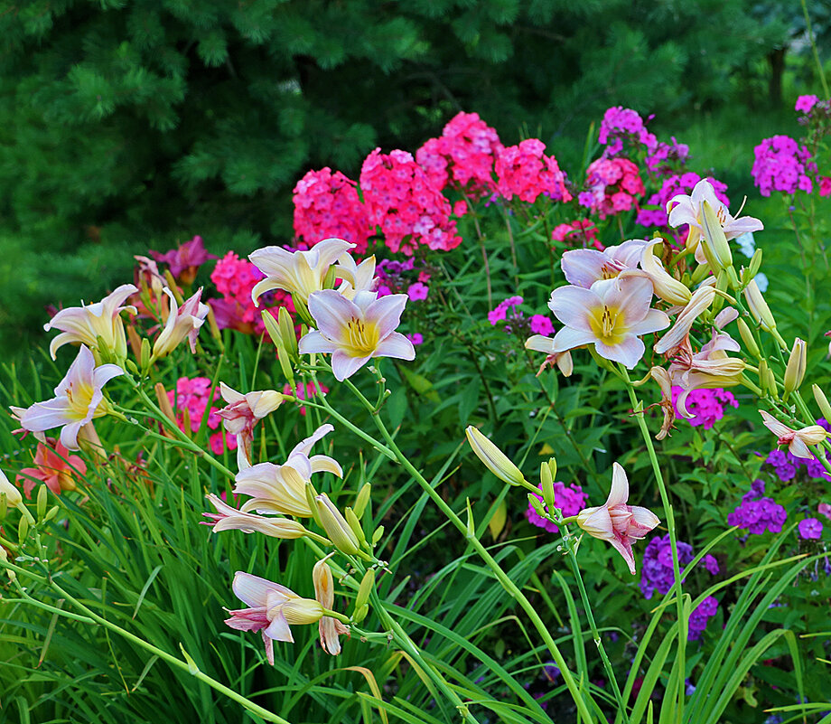 Разноцветье во дворе - Светлана 