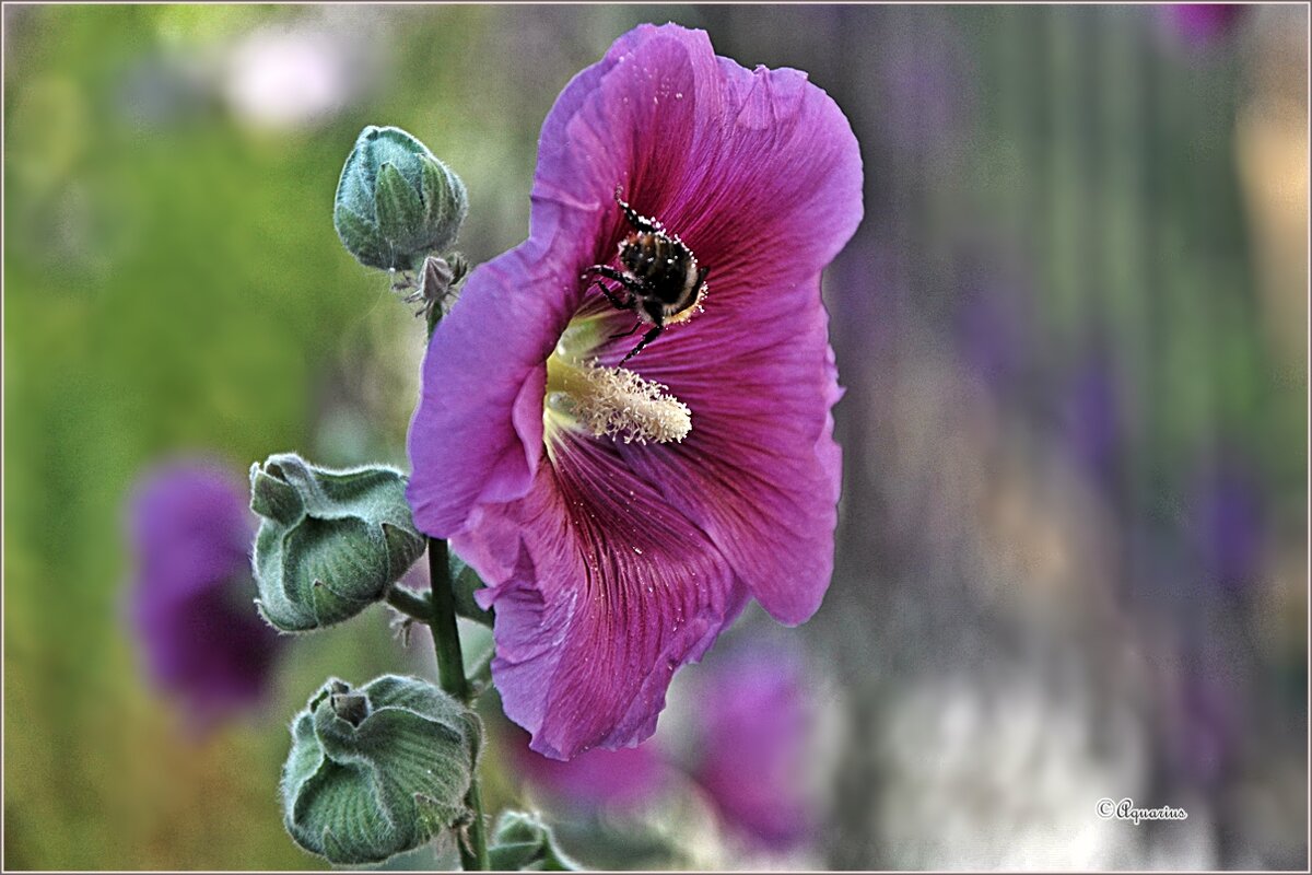 Августовским вечером - Aquarius - Сергей Августовским вечером - Aquarius - Сергей