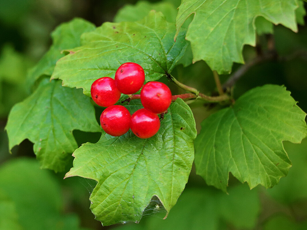 Звёздочка калины - Светлана 