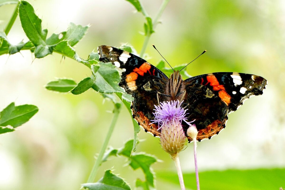бабочки августа  5 - Александр Прокудин