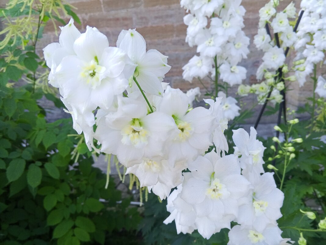 Дельфиниум - Сапсан 