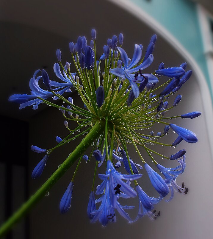 Аллиум после дождя. - Татьяна Помогалова