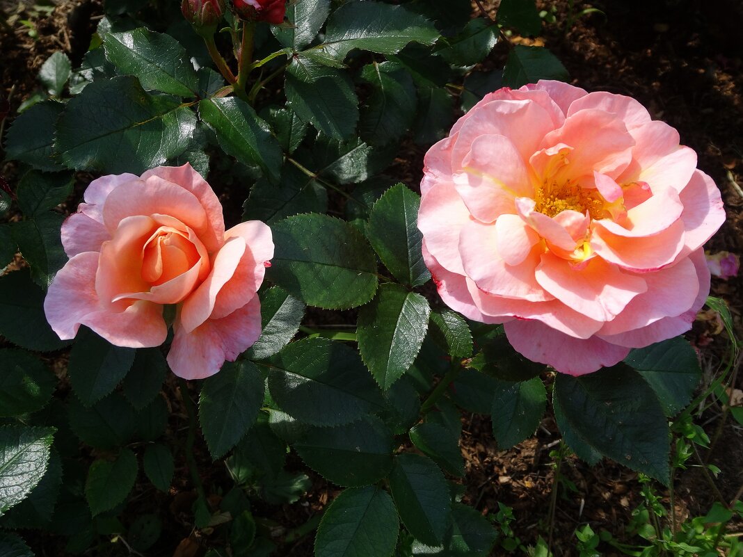 Две розы - Лидия Бусурина Две розы - Лидия Бусурина