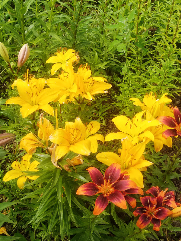 Лилии - Сергей Кочнев