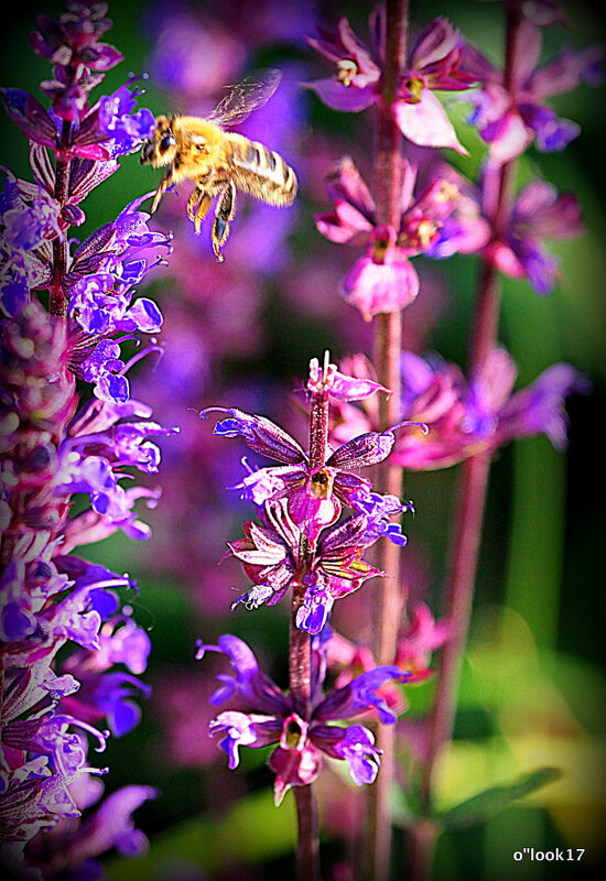 они на радость нам даны - Олег Лукьянов они на радость нам даны - Олег Лукьянов