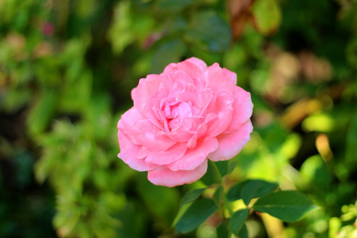 *** - Андрей Л. В.