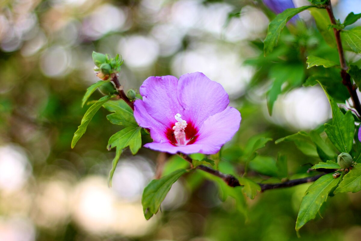 Гибискус - Андрей Л. В.