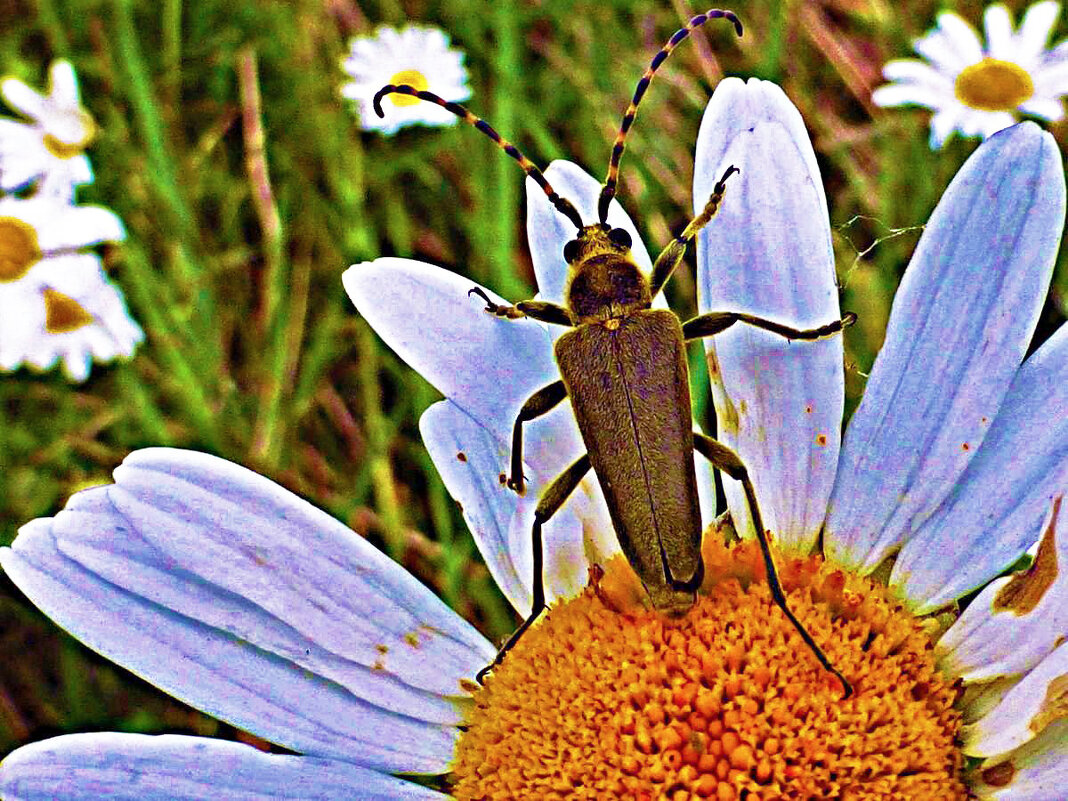 Июль...Жук на цветке ромашки! - Владимир 