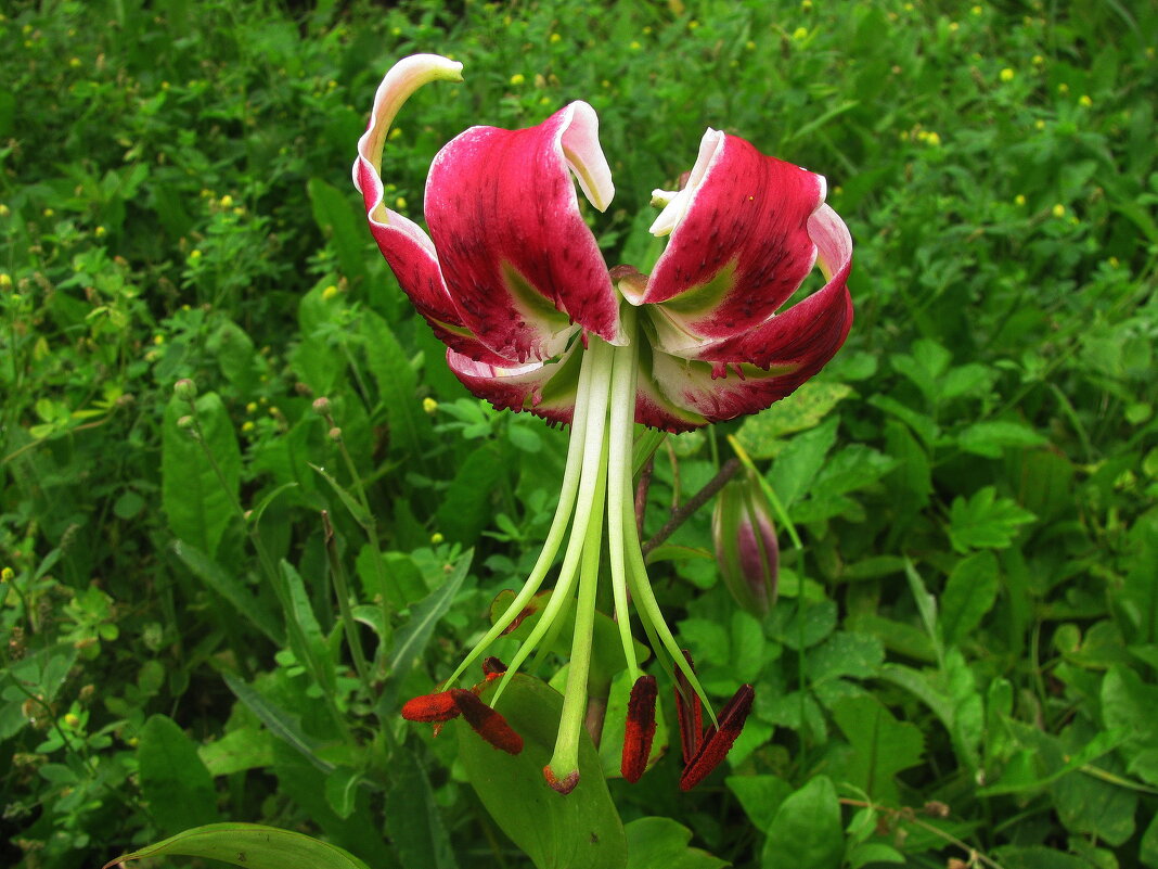 Красавица - Людмила Смородинская Красавица - Людмила Смородинская