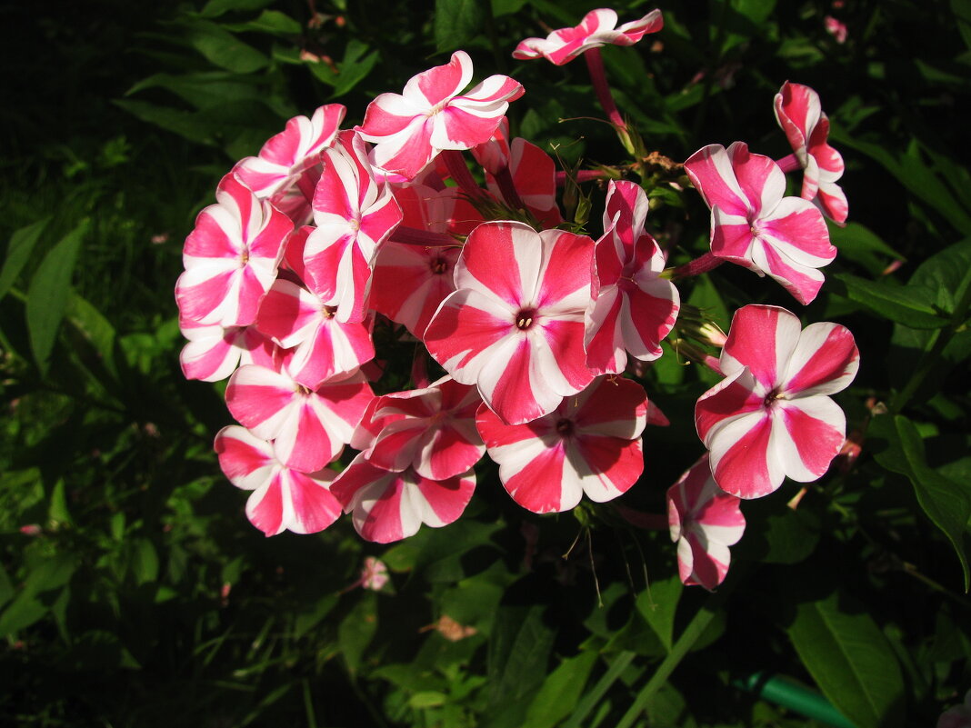 Красивый флокс - Людмила Смородинская