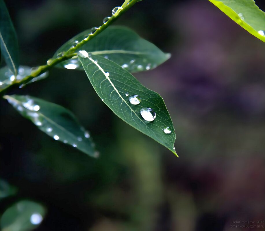 Капельки - Виктор Фоменко