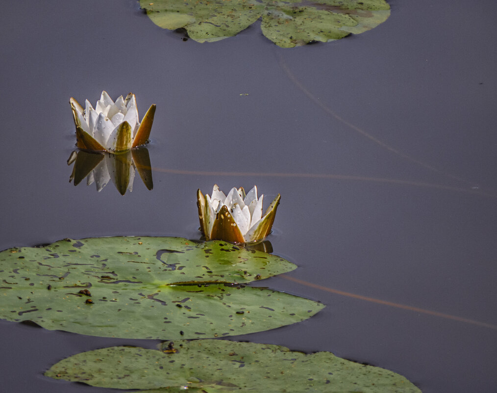 Кувшинки на Введенском озере - Сергей Цветков Кувшинки на Введенском озере - Сергей Цветков