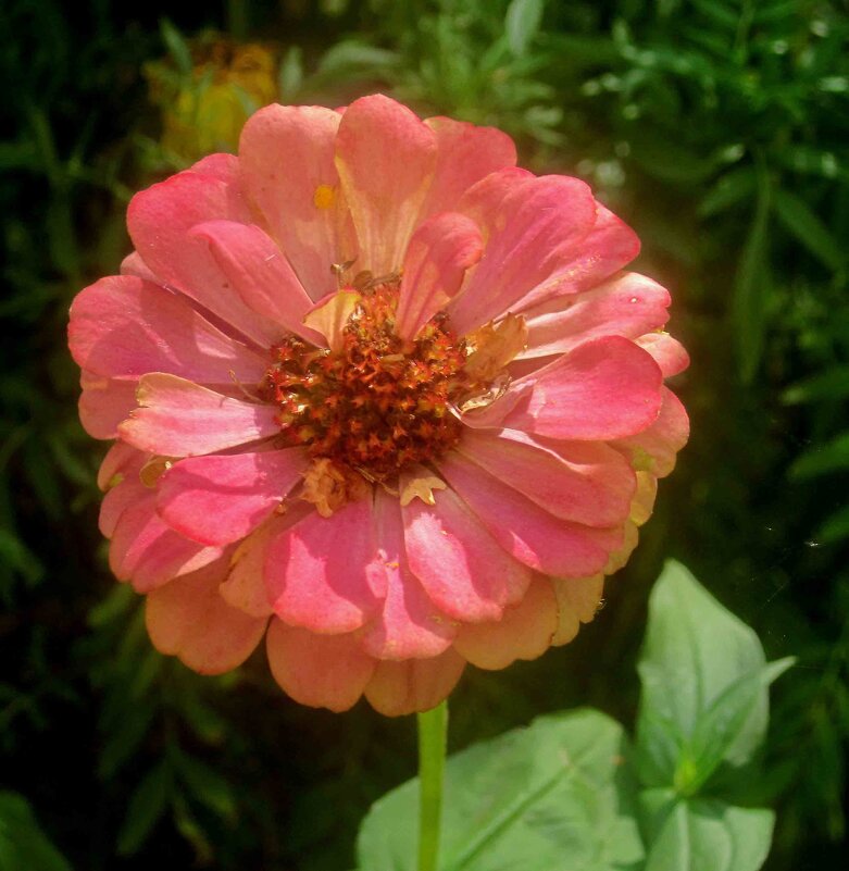 Циния - Елена Семигина