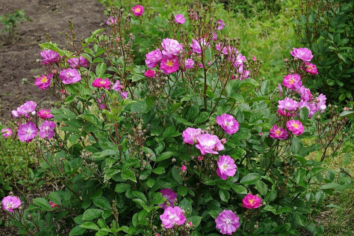 Розы - Рита Симонова