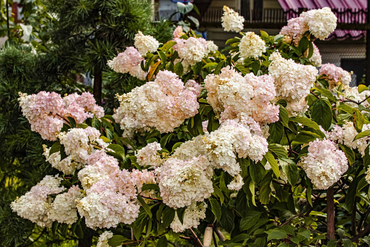 Гортензия. - Петр Беляков