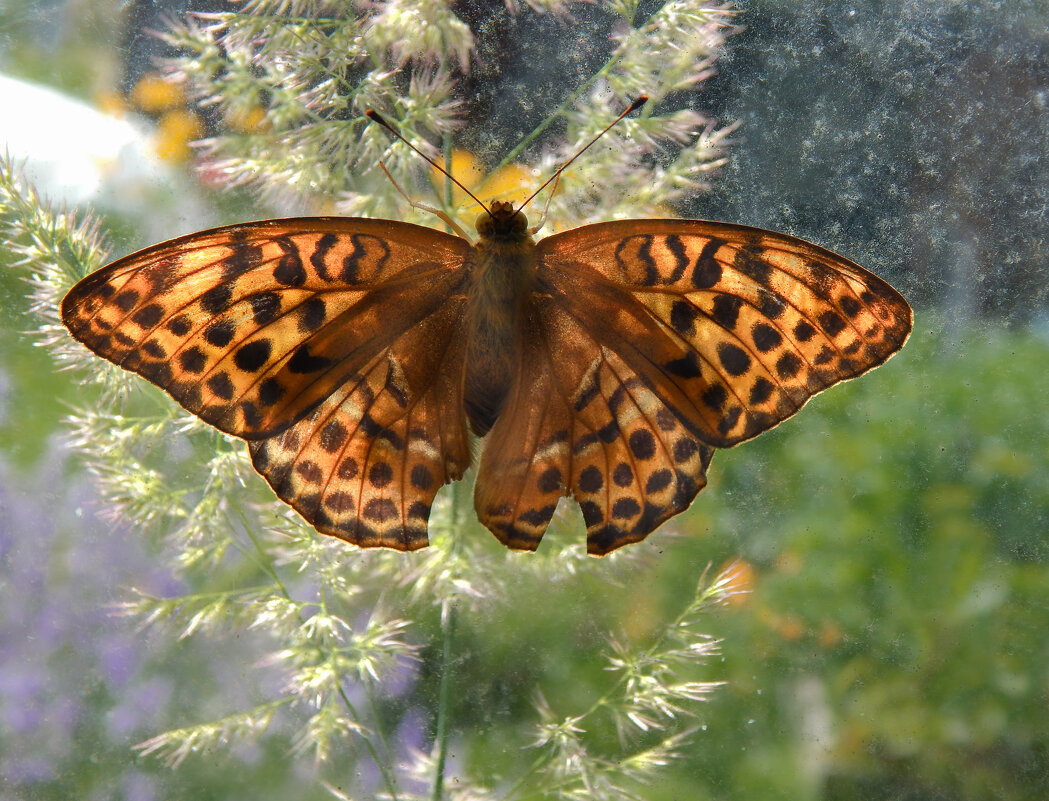 Этюд на стекле - Александр Ковальчук Этюд на стекле - Александр Ковальчук
