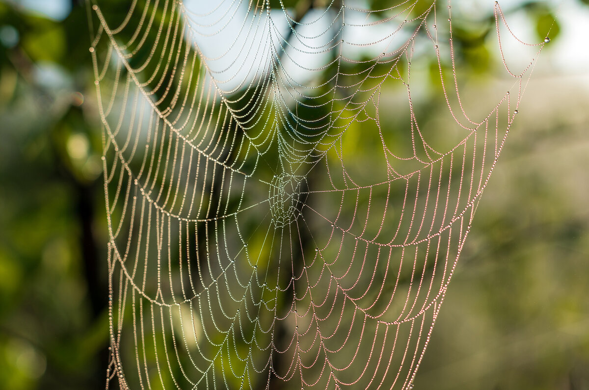Паутина II - Даниил hirviphoto.art