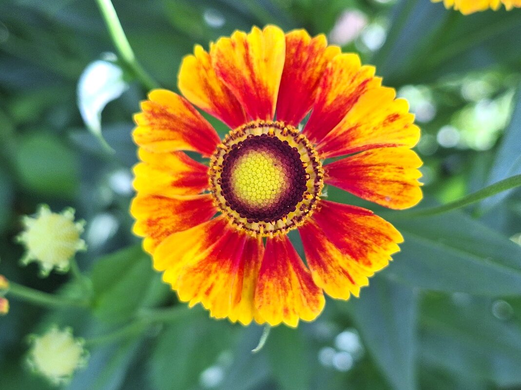 гелениум - Наталья 