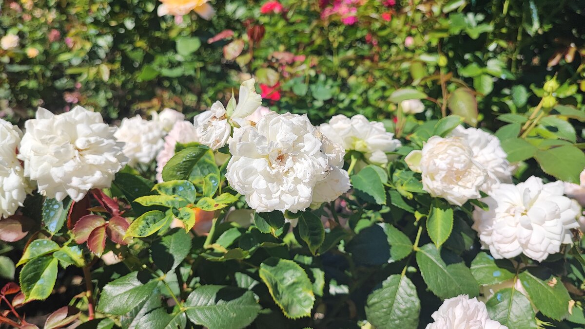 ,,, - Сергей Тимоновский