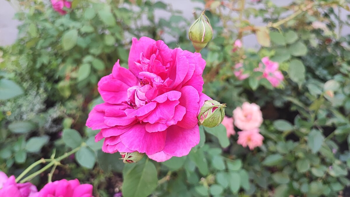 ,,, - Сергей Тимоновский ,,, - Сергей Тимоновский