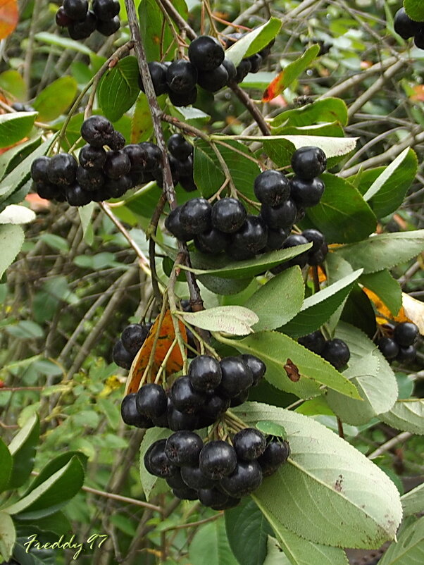 Черноплодная рябина - Freddy 97