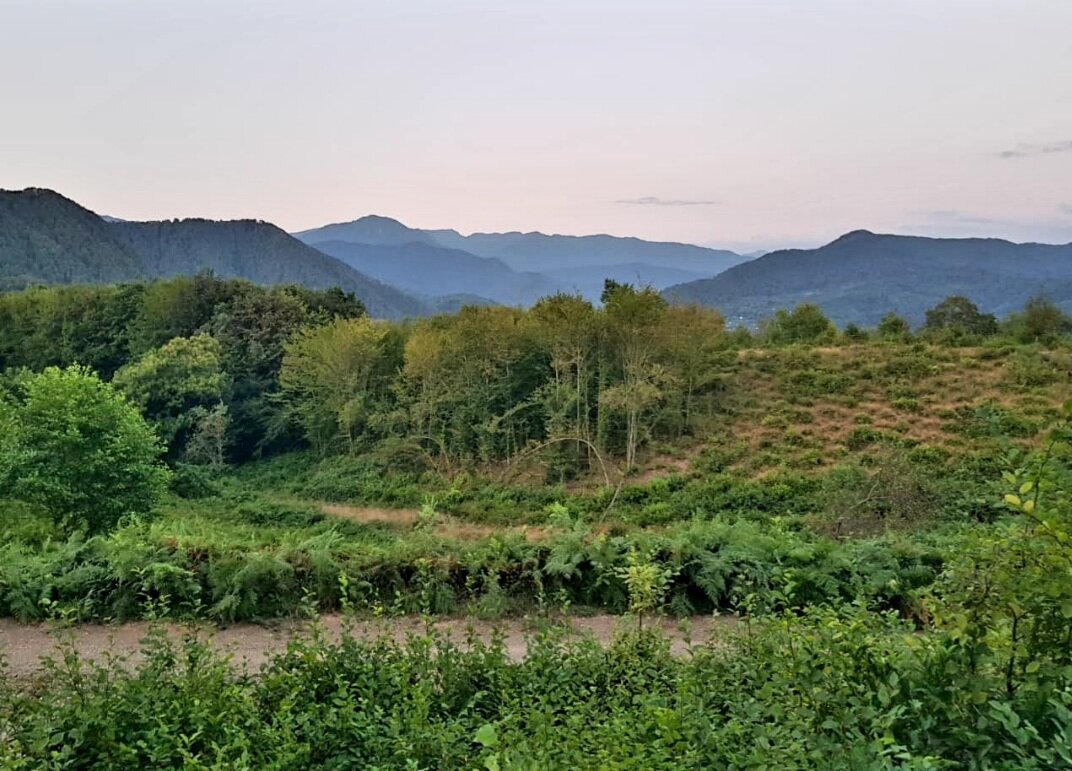 ПЛАСТУНКА - Tata Wolf