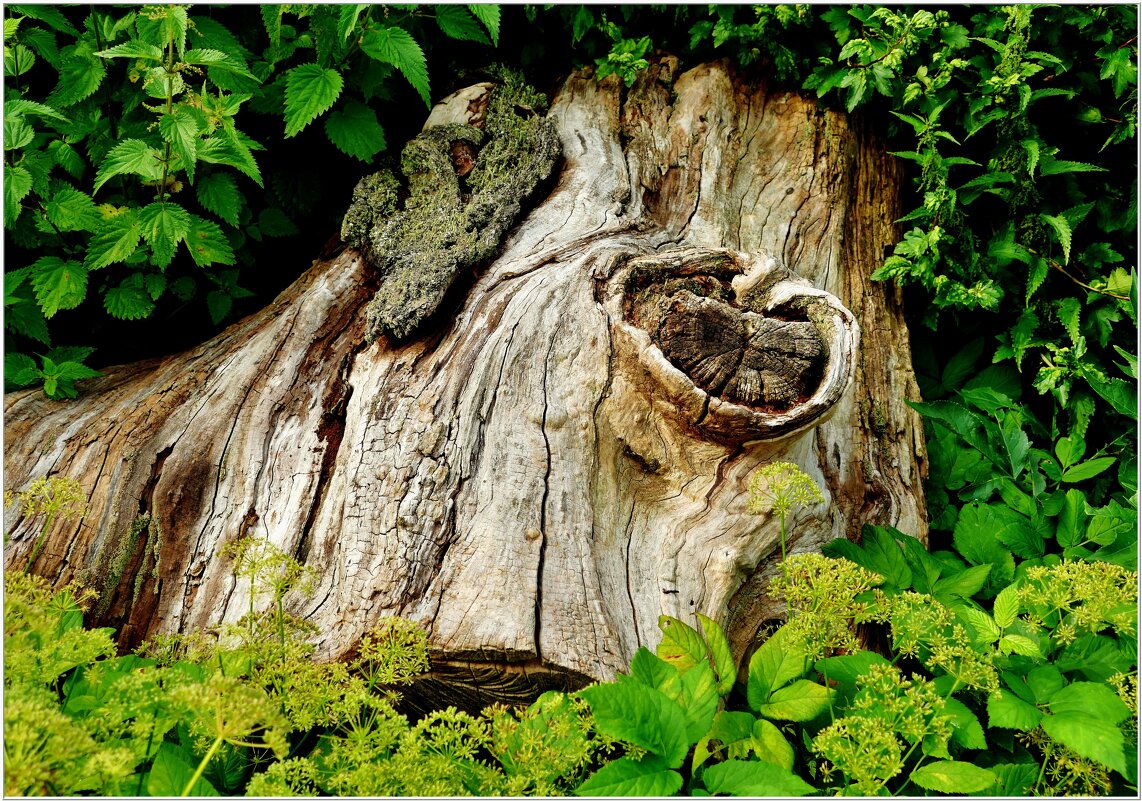 СТАРОСТЬ... - Elvira E. 