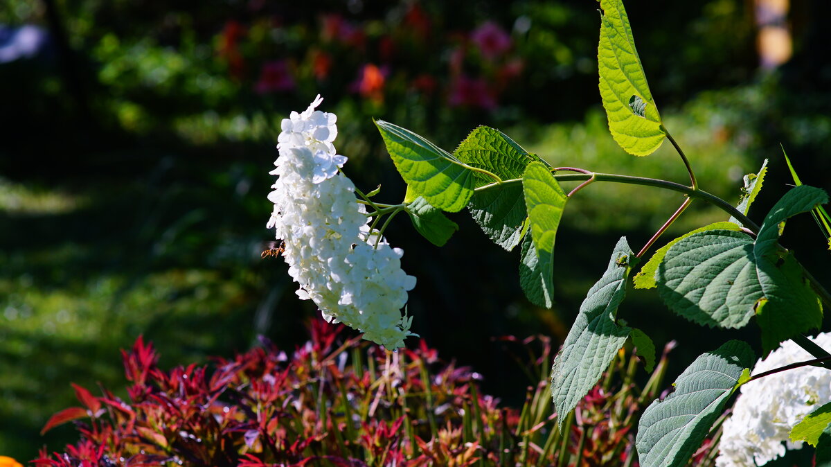 К гортензии - Наталья Лакомова