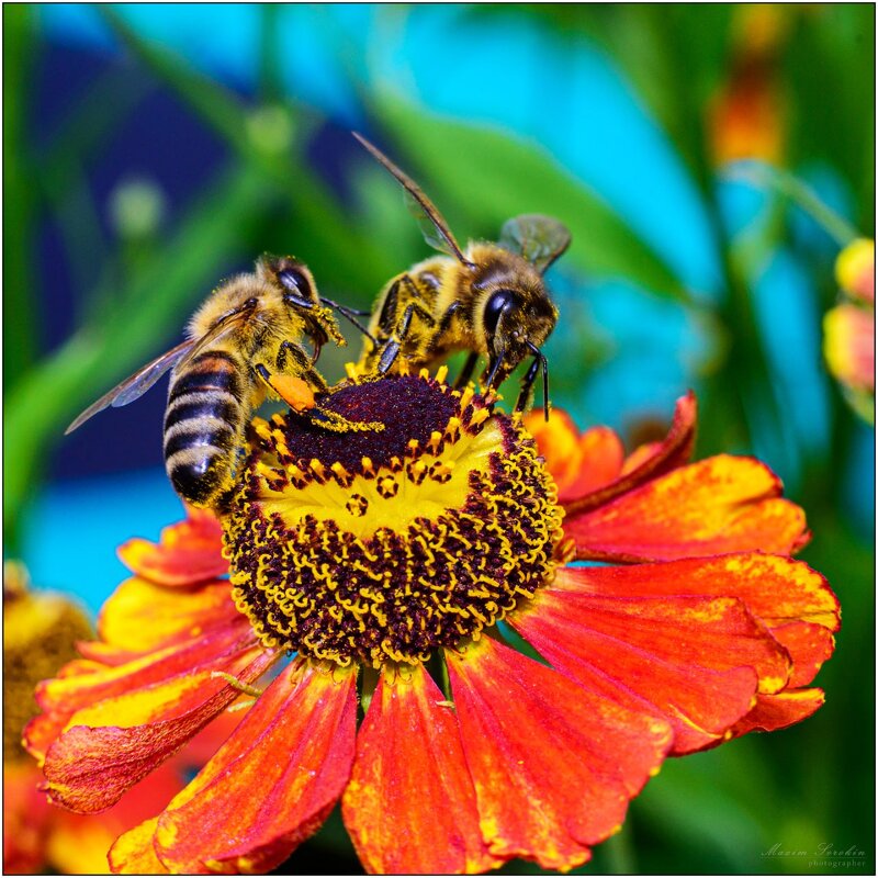 Маленькие труженики - Максим Сорокин