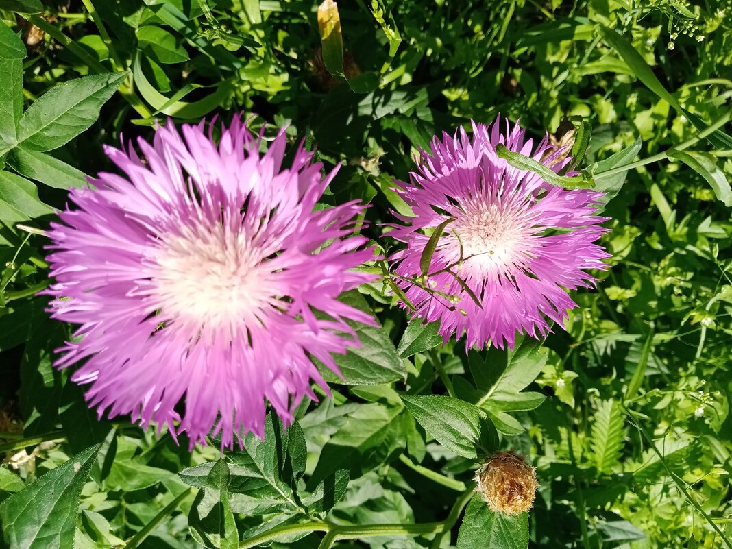 Цветы. - Владимир Драгунский Цветы. - Владимир Драгунский