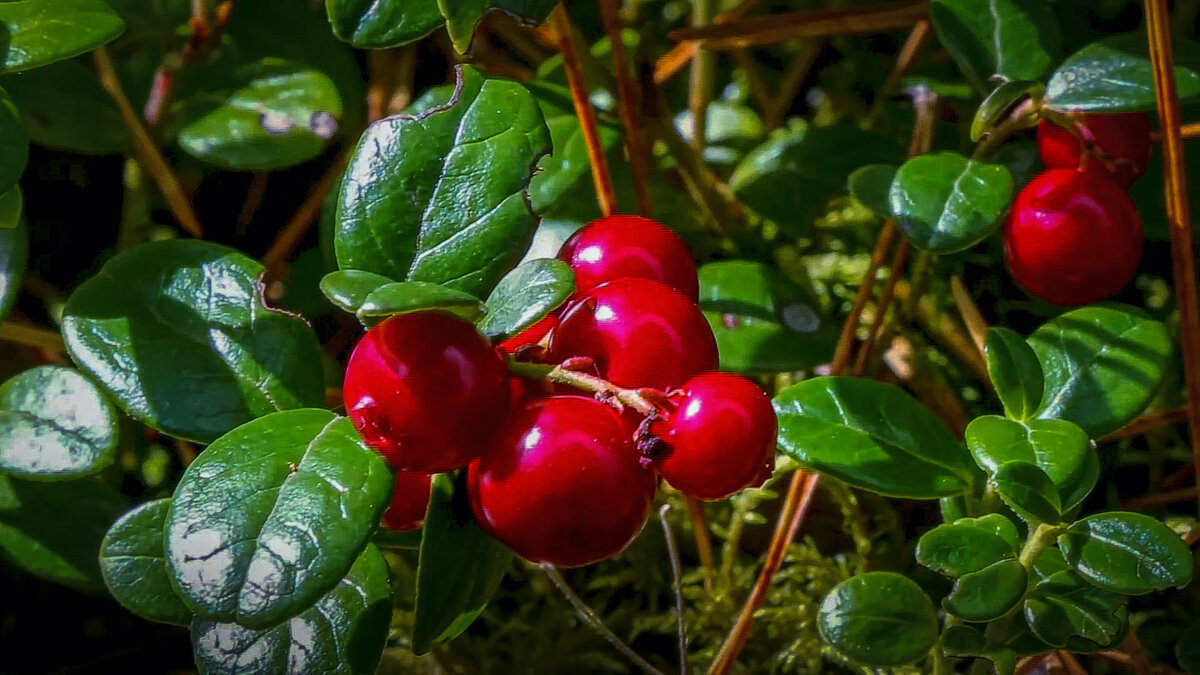 Брусника - Aleksey Afonin Брусника - Aleksey Afonin