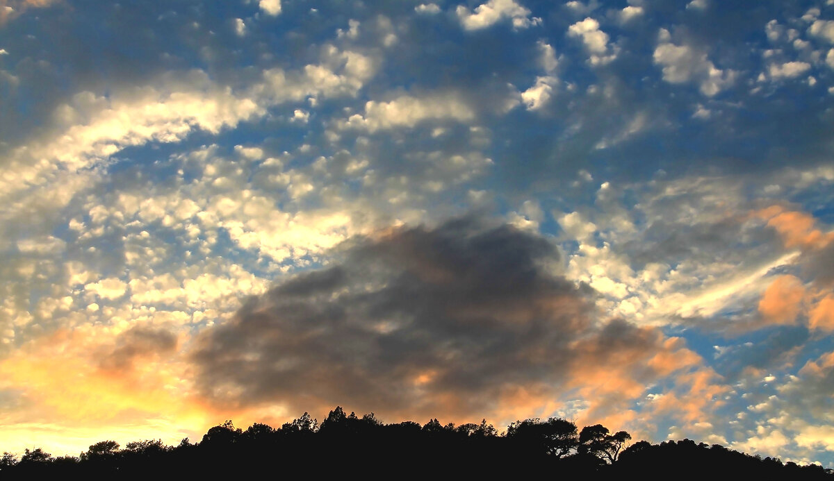 кучеряшки - РозаВетроф 