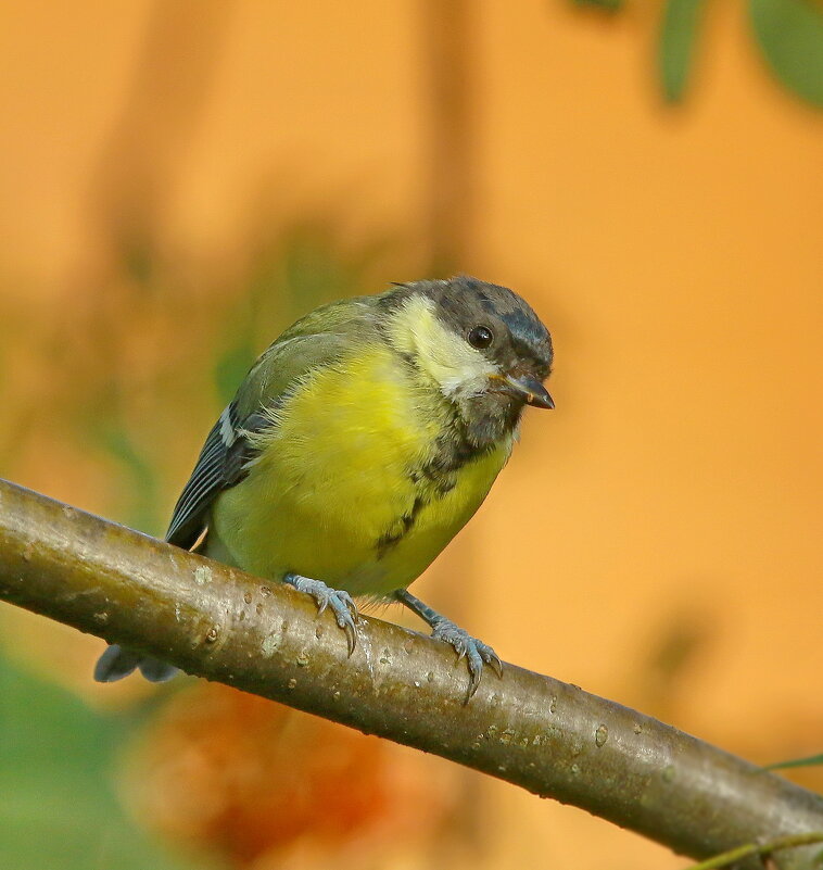 молодая синичка - Andrey Bragin 