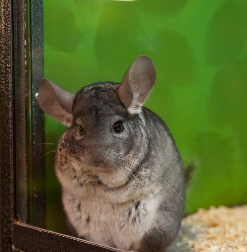 Контактный зоопарк - Андрей 