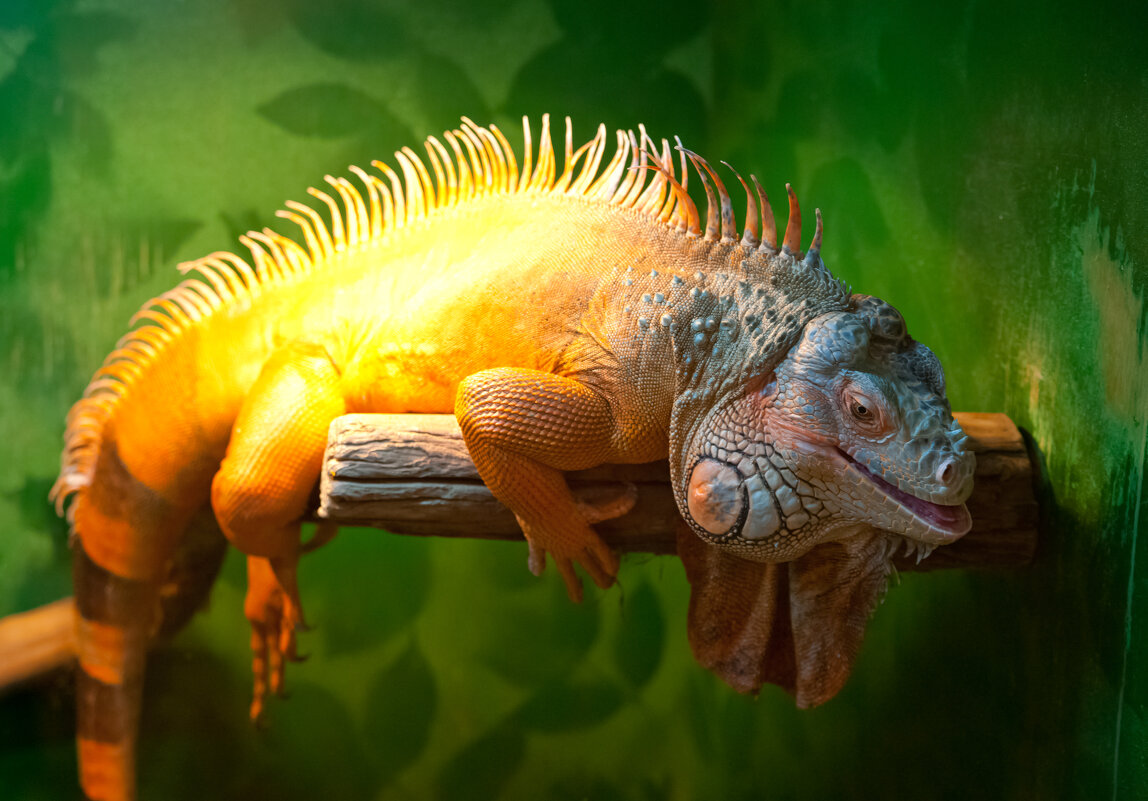 Контактный зоопарк - Андрей Контактный зоопарк - Андрей