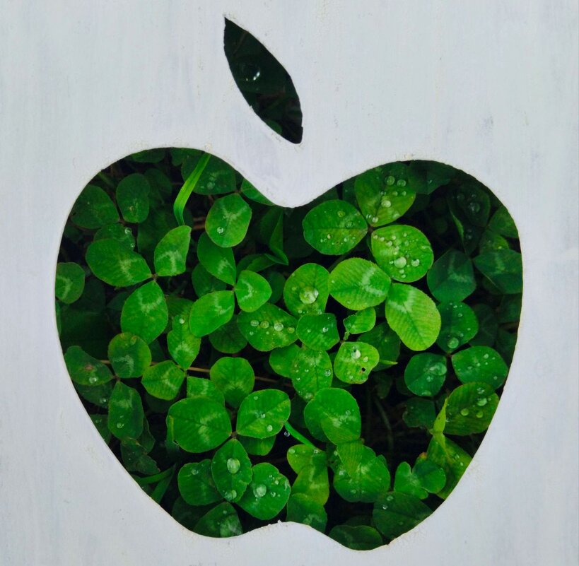 Такие разные яблочки - Галина Бобкина