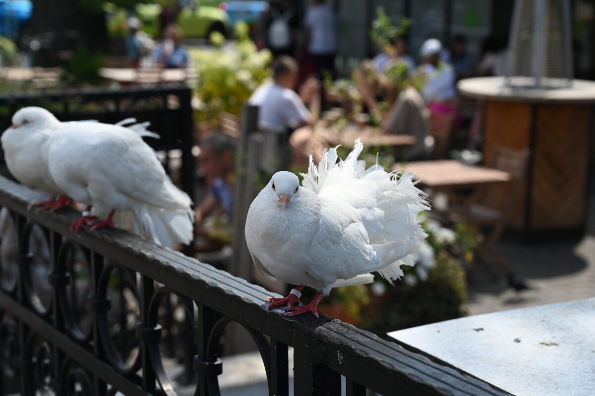 Солнечный город - redfox Солнечный город - redfox