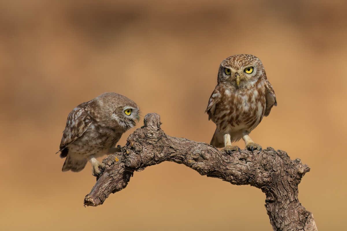 Строгая мама - Евгений Фруман