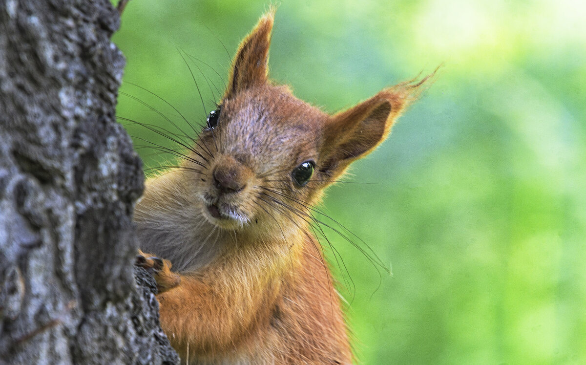 "Орехи предъявите..." - Андрей Жданов