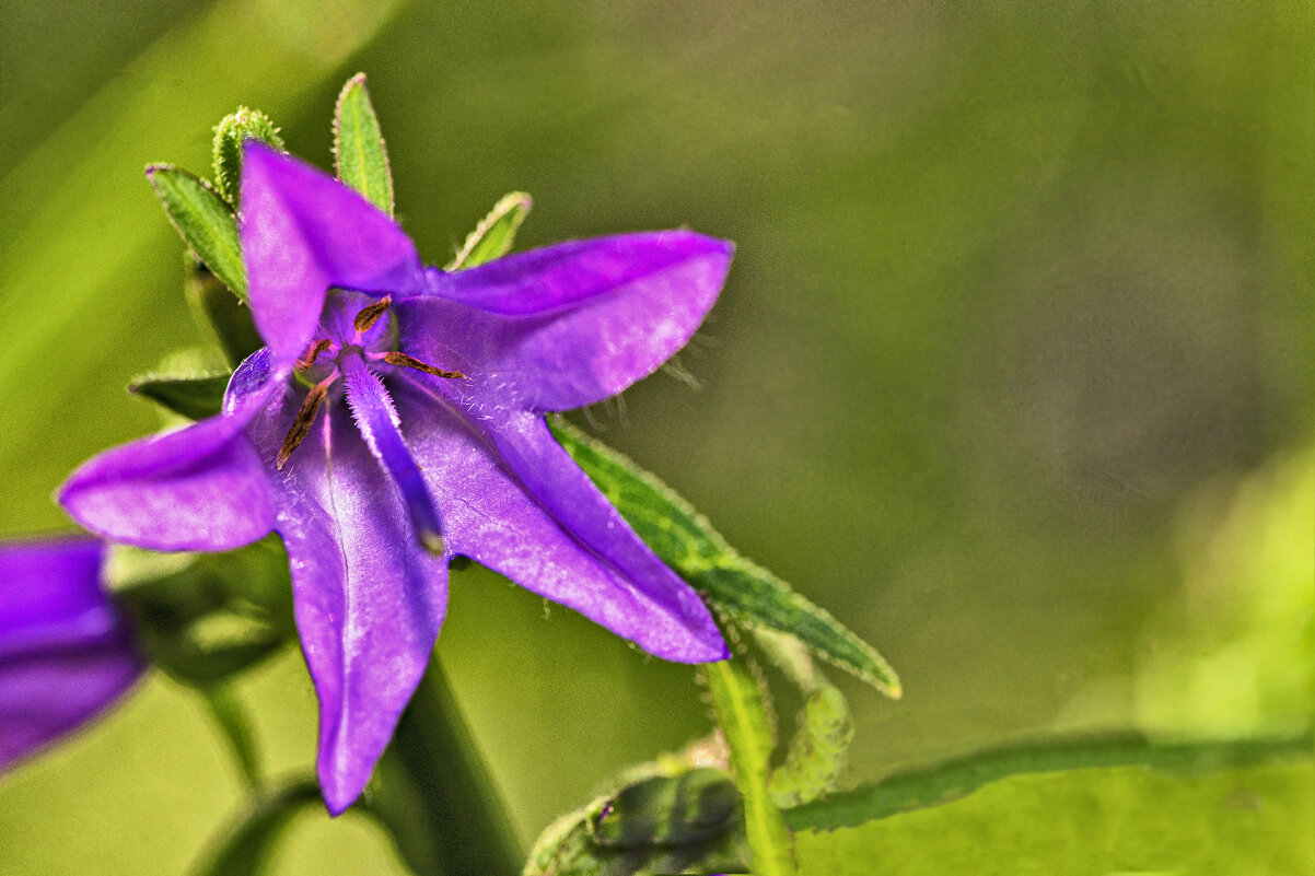 Колокольчик - Андрей Жданов