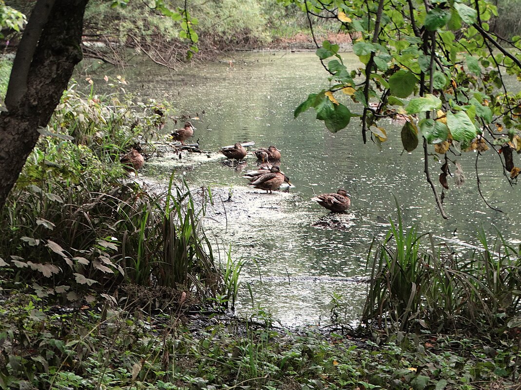 В Ростокино - svk *