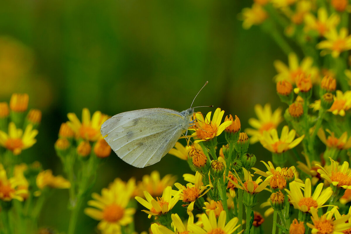 бабочки августа 6 - Александр Прокудин