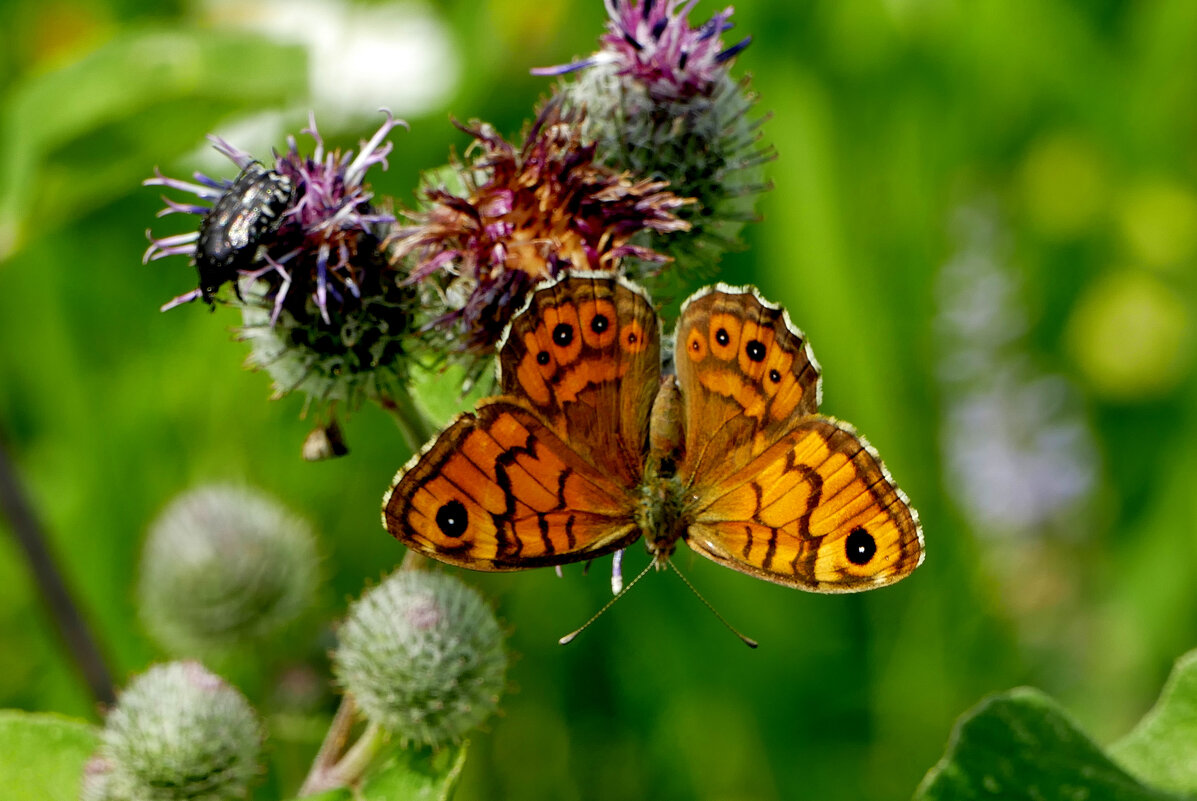 бабочки августа 9 - Александр Прокудин