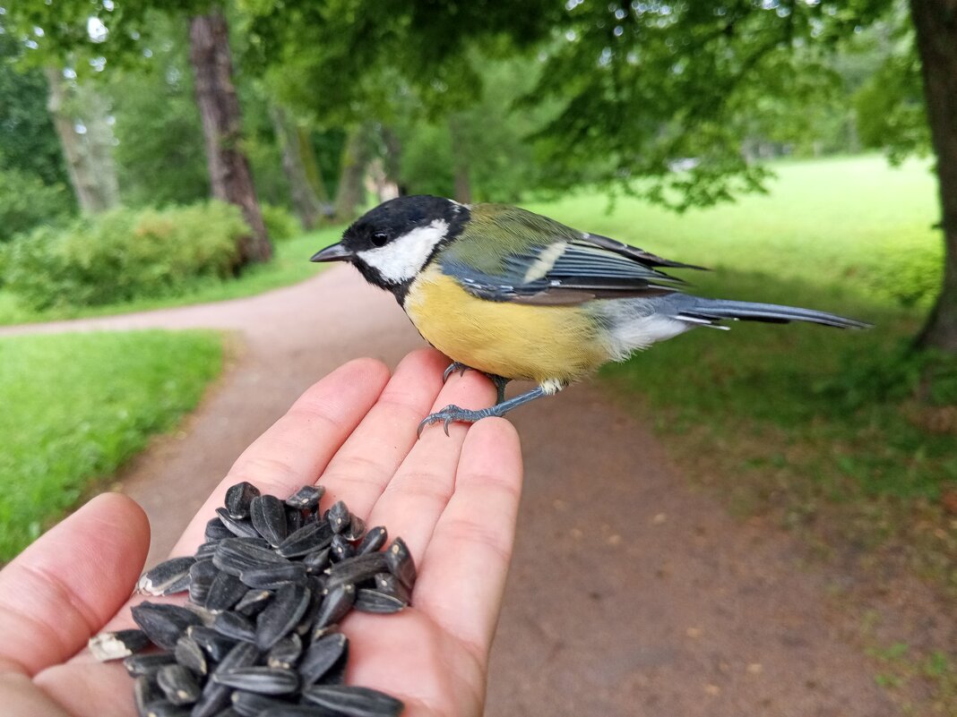 Синица - Сапсан 