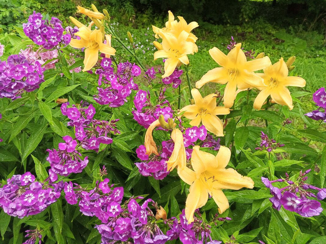 Флокс и лилейник - Сапсан Флокс и лилейник - Сапсан