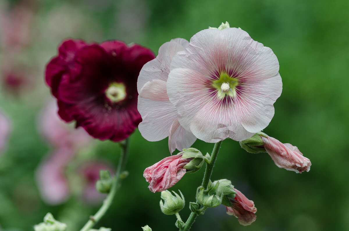 *** - Виктор Иванович Чернюк