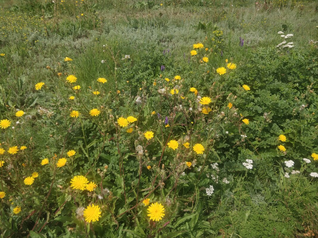 Цветы полевые - Андрей Хлопонин Цветы полевые - Андрей Хлопонин