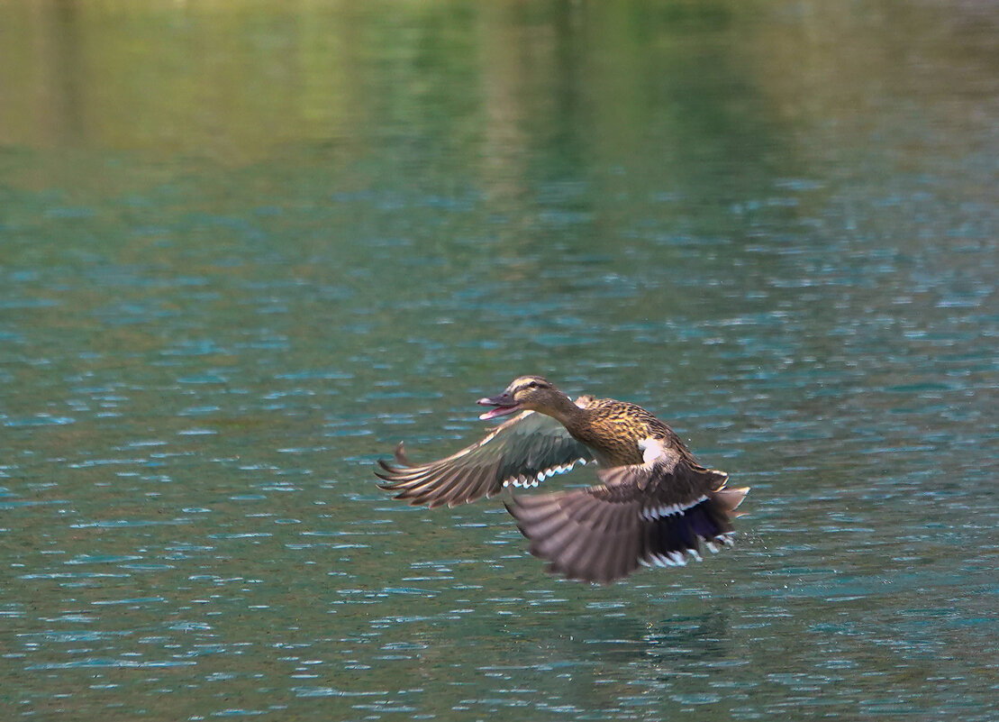 Активное торможение - Waldemar F.