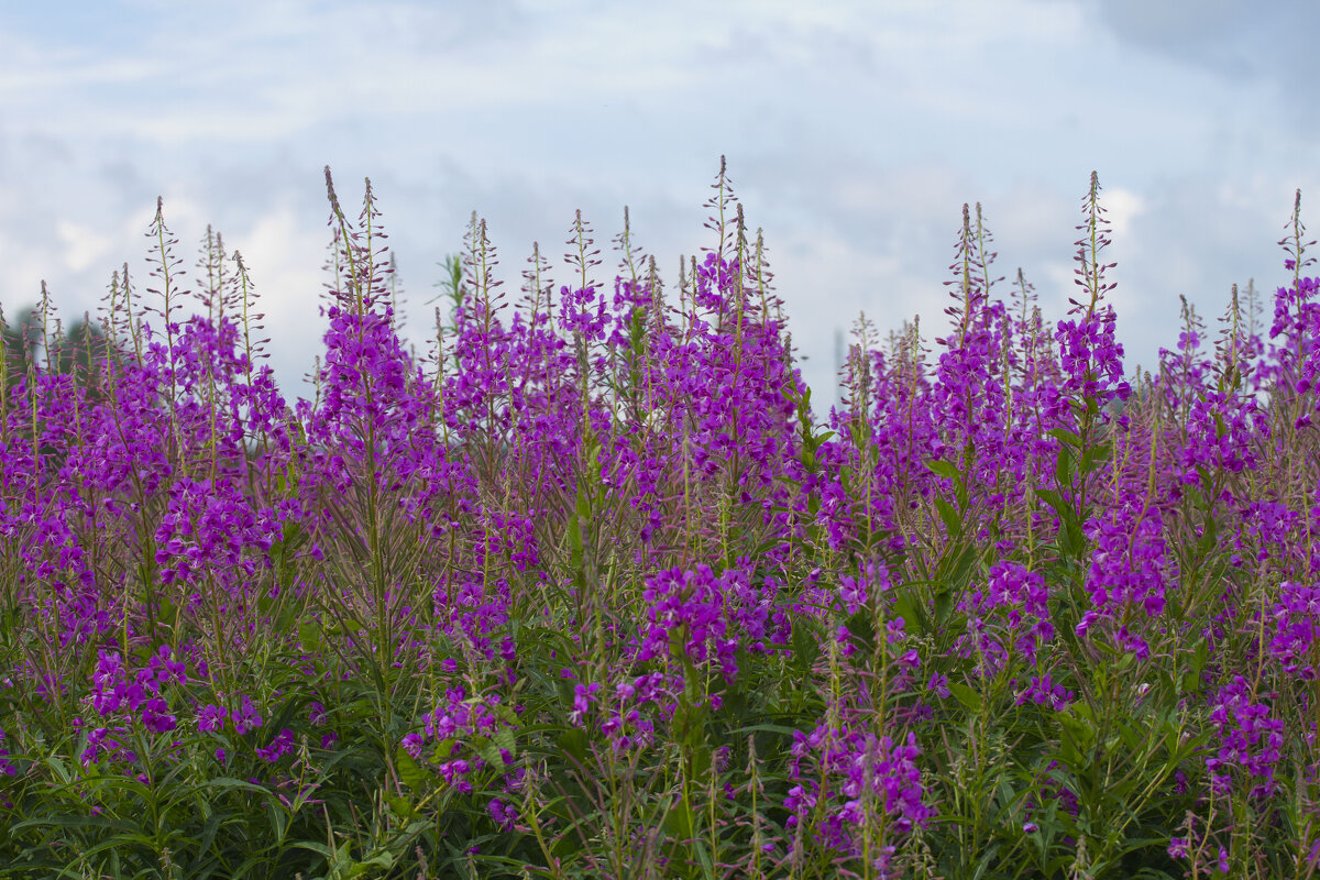 Кипрей узколистный - Олег Денисов